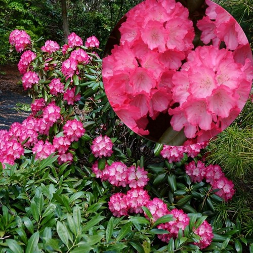 Rhododendron 'Fantastica' - Rododendron 'Fantastica' C5/5L
